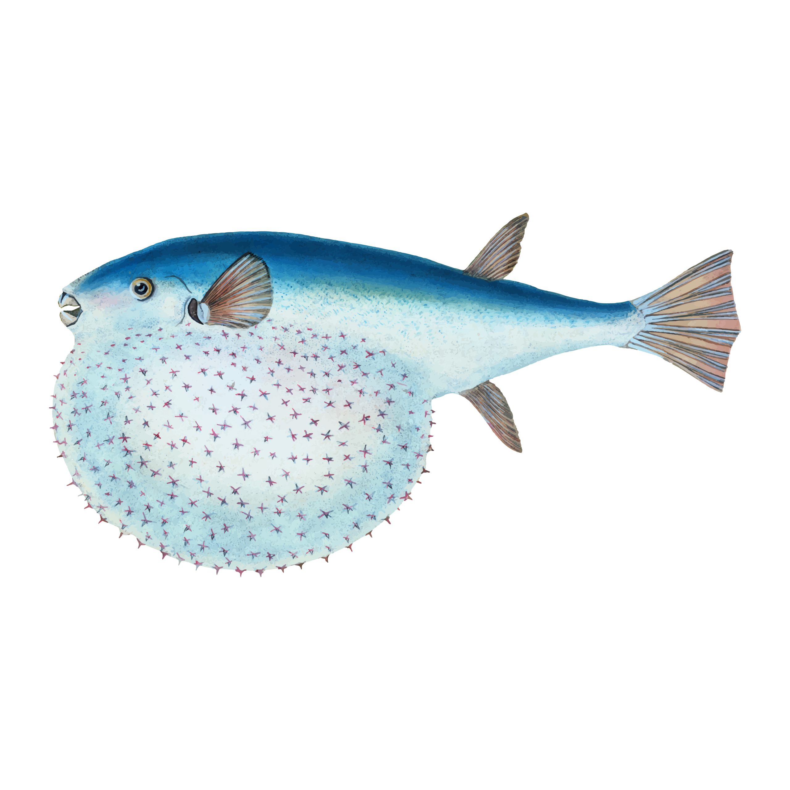 fugu