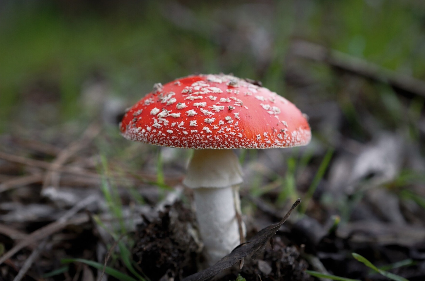 funghi