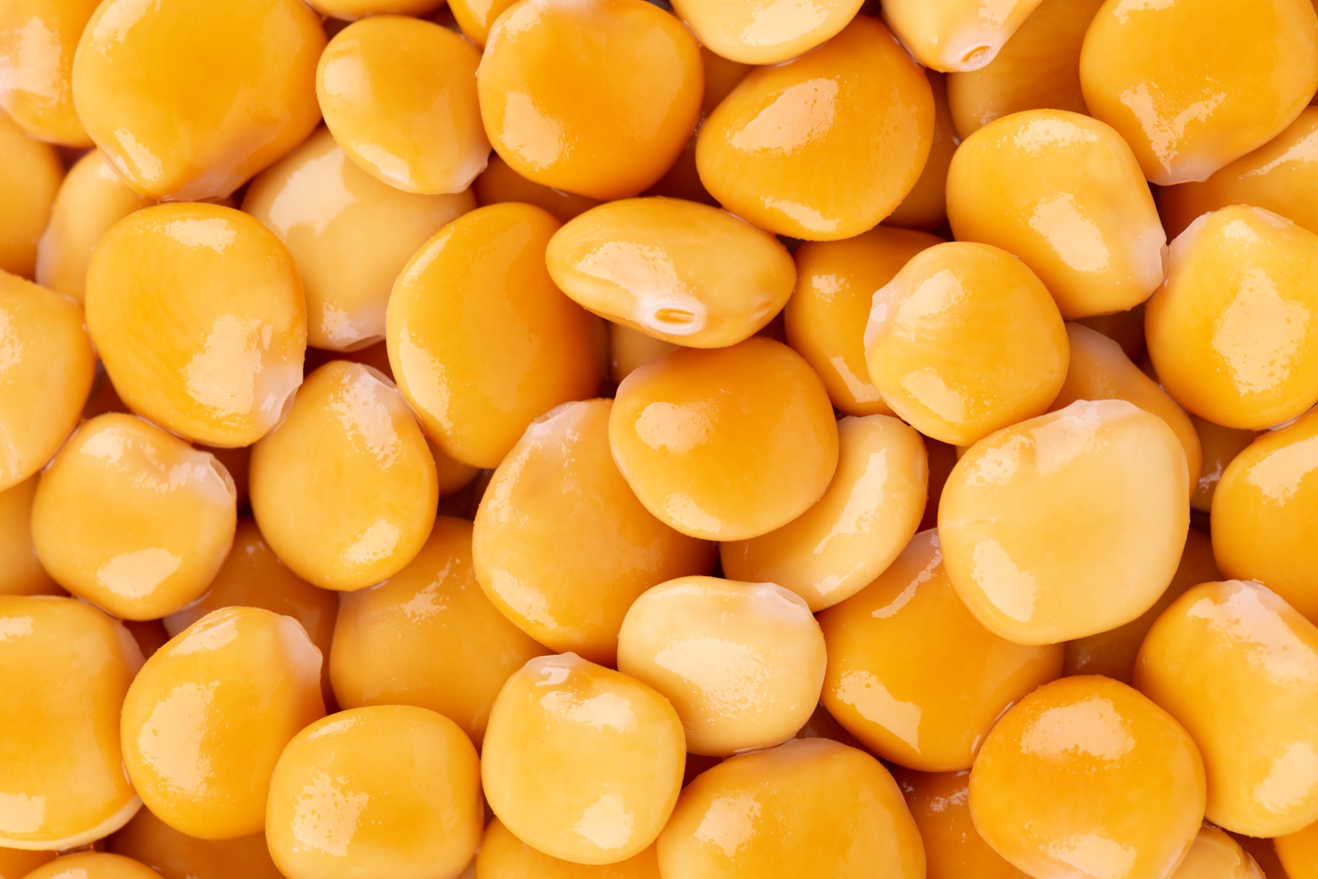 lupini